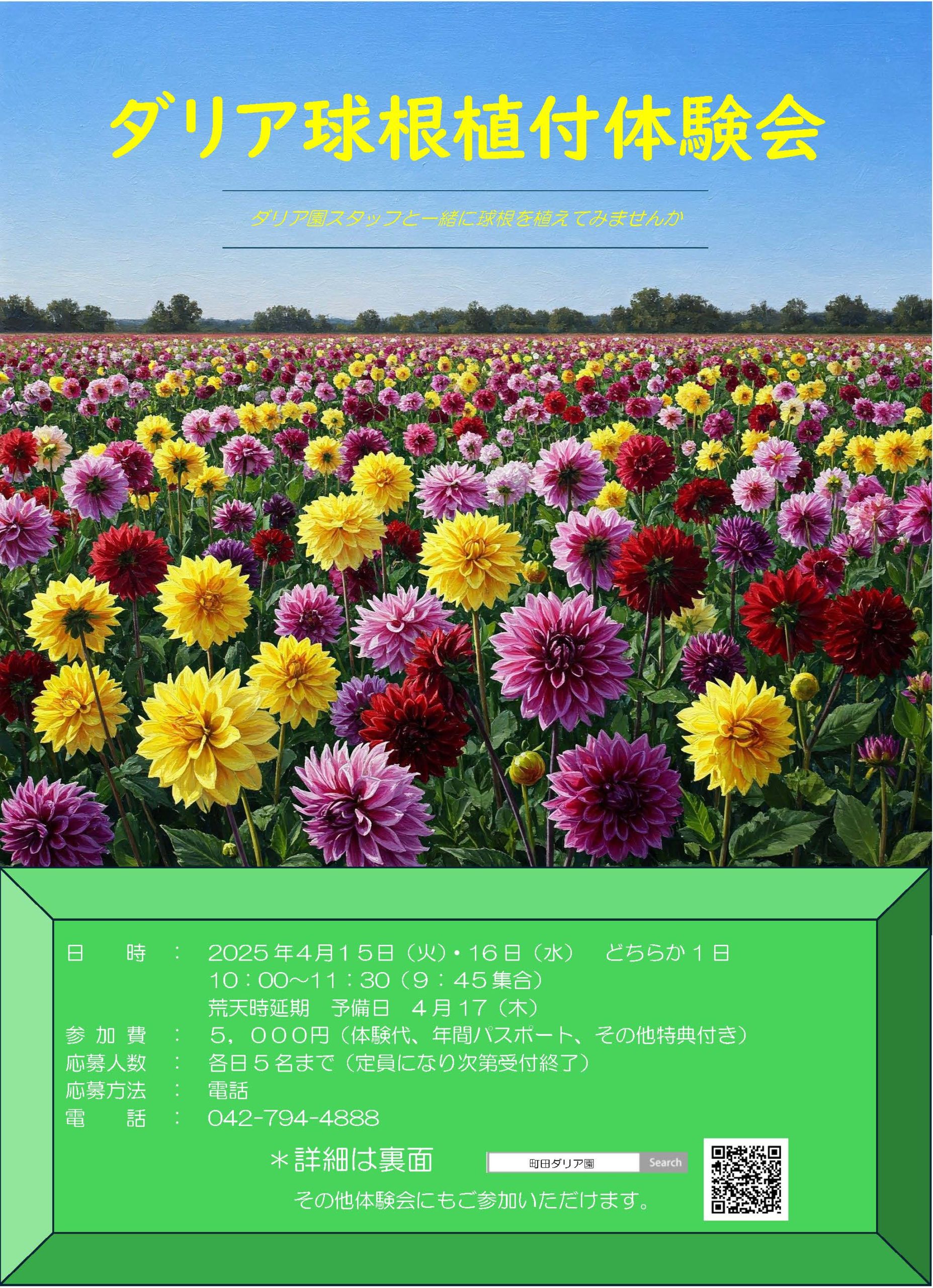 ダリア球根植付体験会 開催!! - 社会福祉法人 まちだ育成会 - 社会福祉